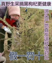 Qinghai Golmud Nomuhong natural pure wild black wolfberry 500g gift box special specialty non-Ningxia