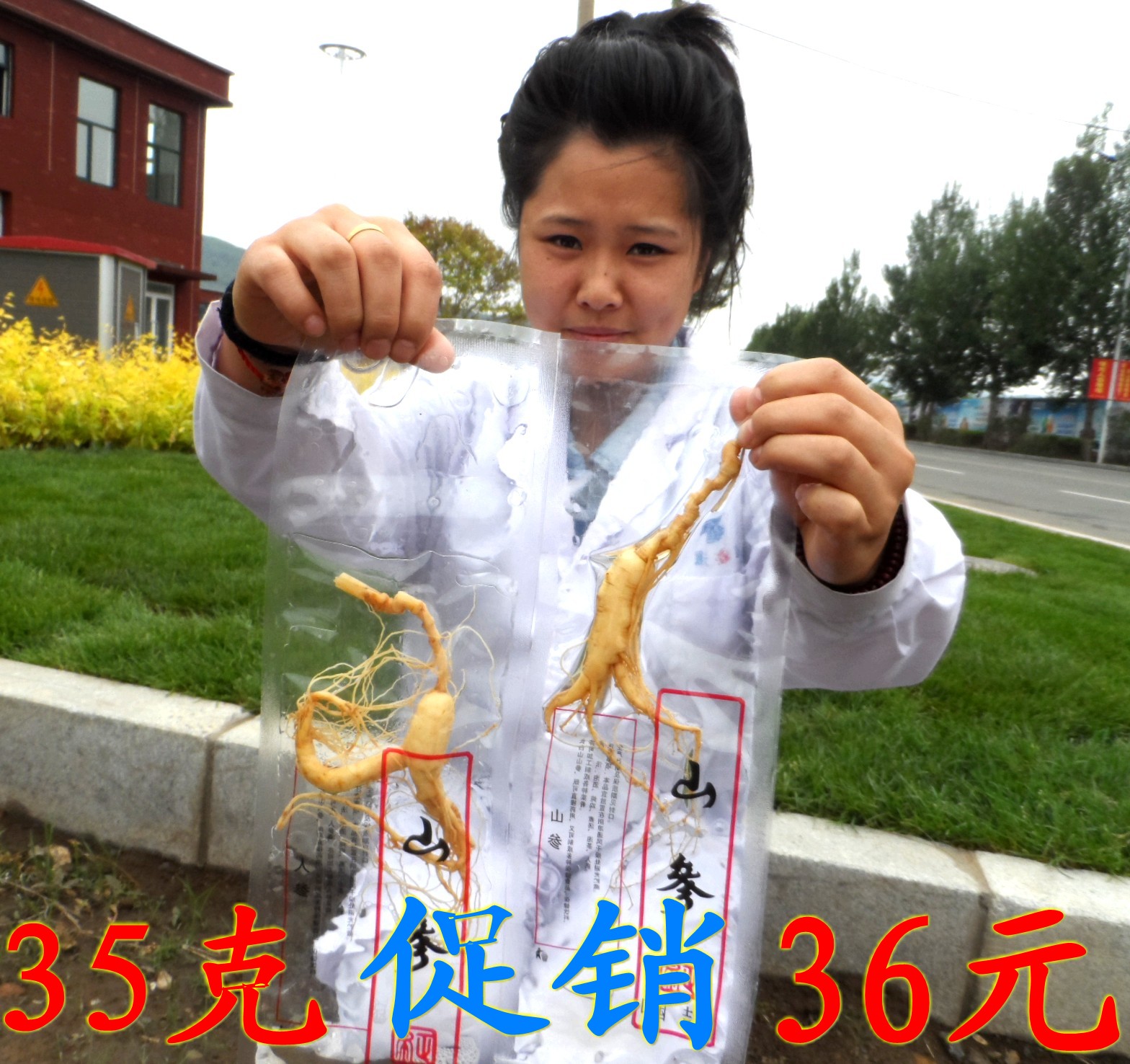 Ginseng fresh ginseng