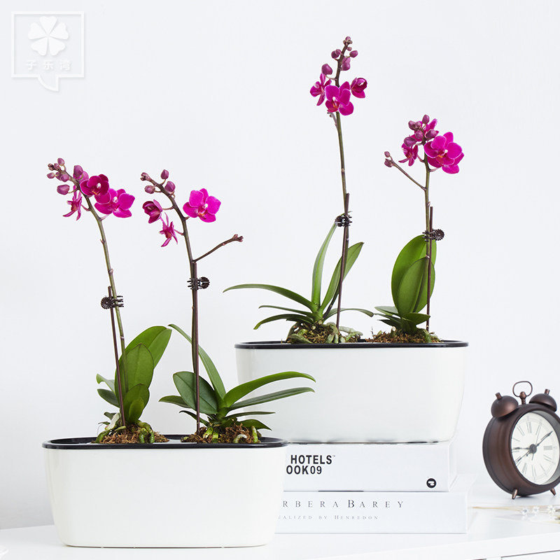 �������辰����С�컨������