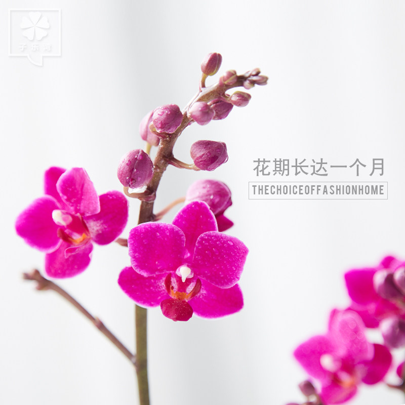 �������辰����С�컨������