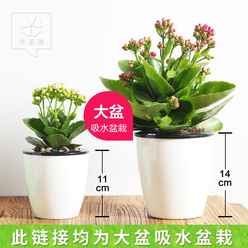 �������辰���ٻ�����