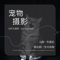 Chengdu professional pet writing real shooting shed for outdoor scene to shoot kittens dog hedgehog photography videography