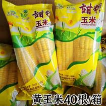 Yuweibao Sweet Waxy Yellow Corn Frozen Corn on the Cob Breakfast Whole Grain Meal Replacement Waxy Corn on the Cob 520g 40 Corn Cobs Commercial