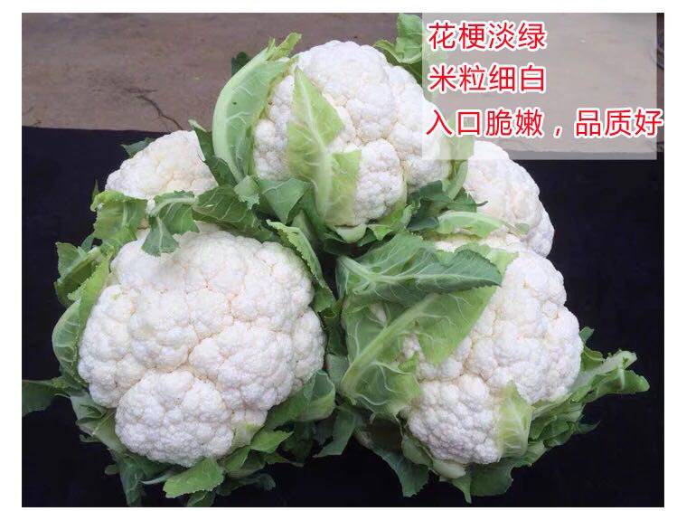 Cauliflower seedlings green stems pine cauliflower scattered cauliflower pine flower 80 spring and autumn four seasons seedlings can be planted in a large area of ​​​​yard