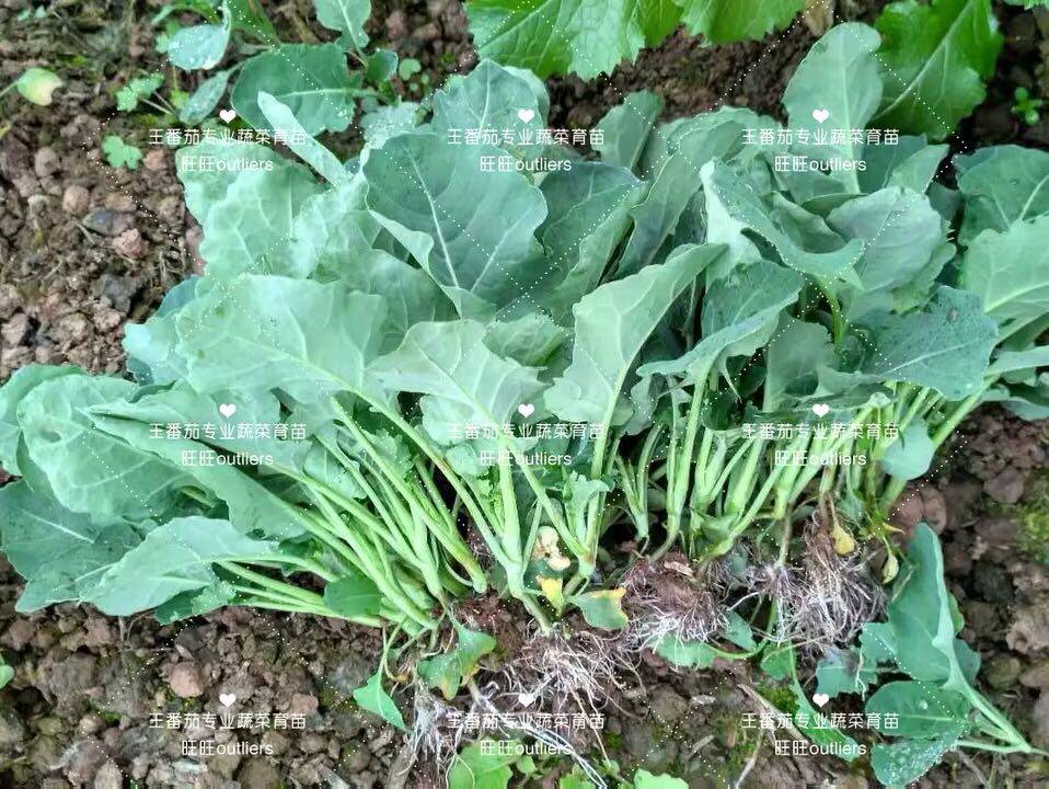 Flower Broccoli Fry Organic Broccoli Fry High Yield Broccoli Miao Specialty Cauliflower Fry high trophic broccoli Miao
