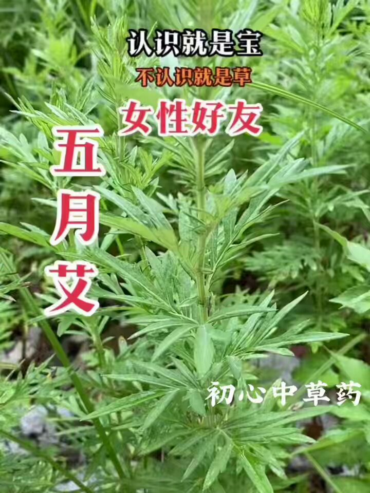 五月艾到底该选野生还是种植?老辈人为什么只认五月头茬?🌿 - 种草笔记 - 淘江湖