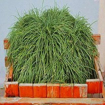  Slender leaflet wheat winter grass seedlings four seasons evergreen cold-resistant green green plants Courtyard villa garden along the steps of grass