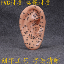 Clear lettering ear model auricular point model massage eardrum reflection area model ear model teaching materials