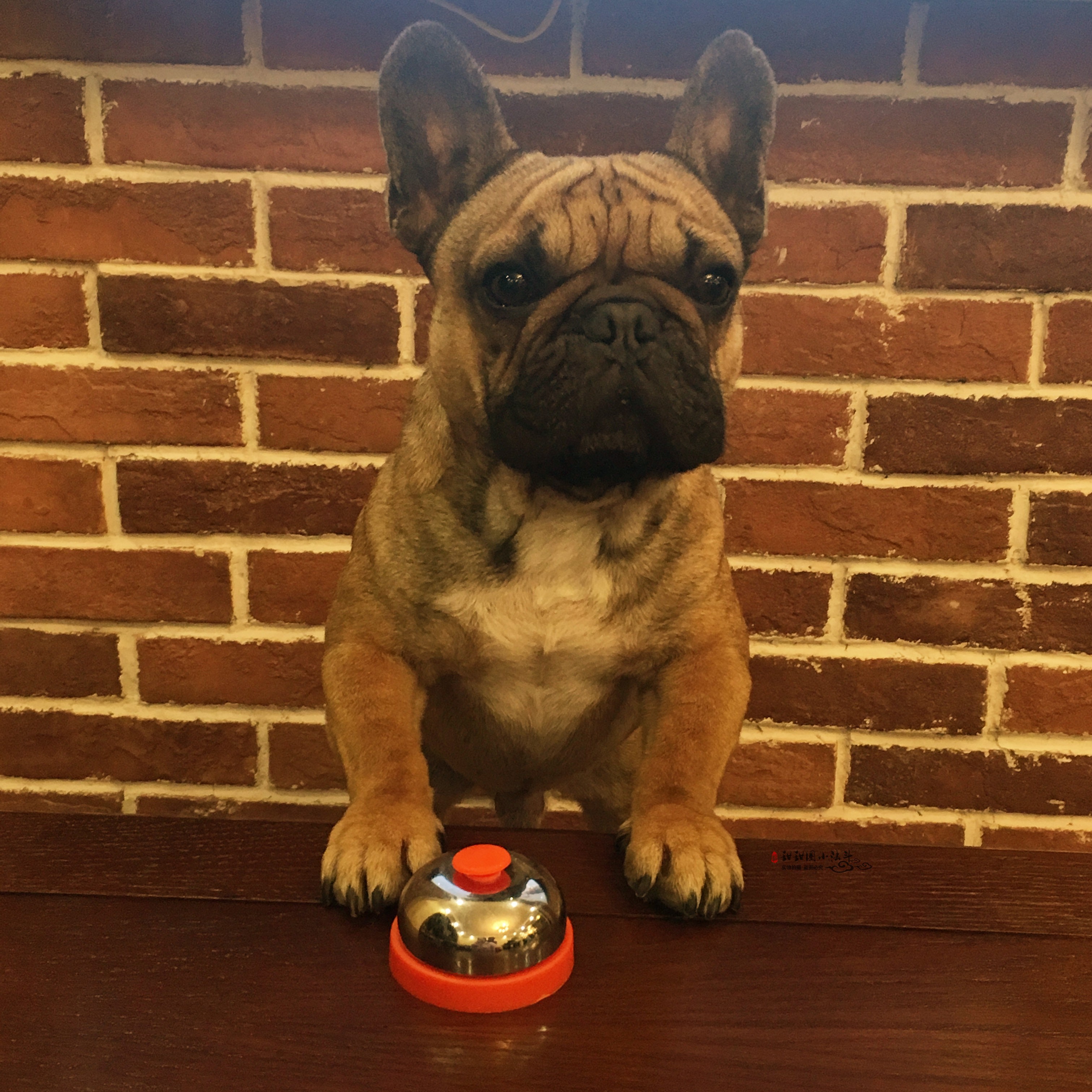 Cat Dog Trainer Pet by Suzuka Dogs Dogs by Suzuki called Dining Bell Dogs For Sale Of Pint Irrigation Situation Bathbrushed