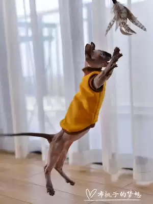 GINGERAIN custom hairless cat clothes Sphinx fleece padded cotton casual top