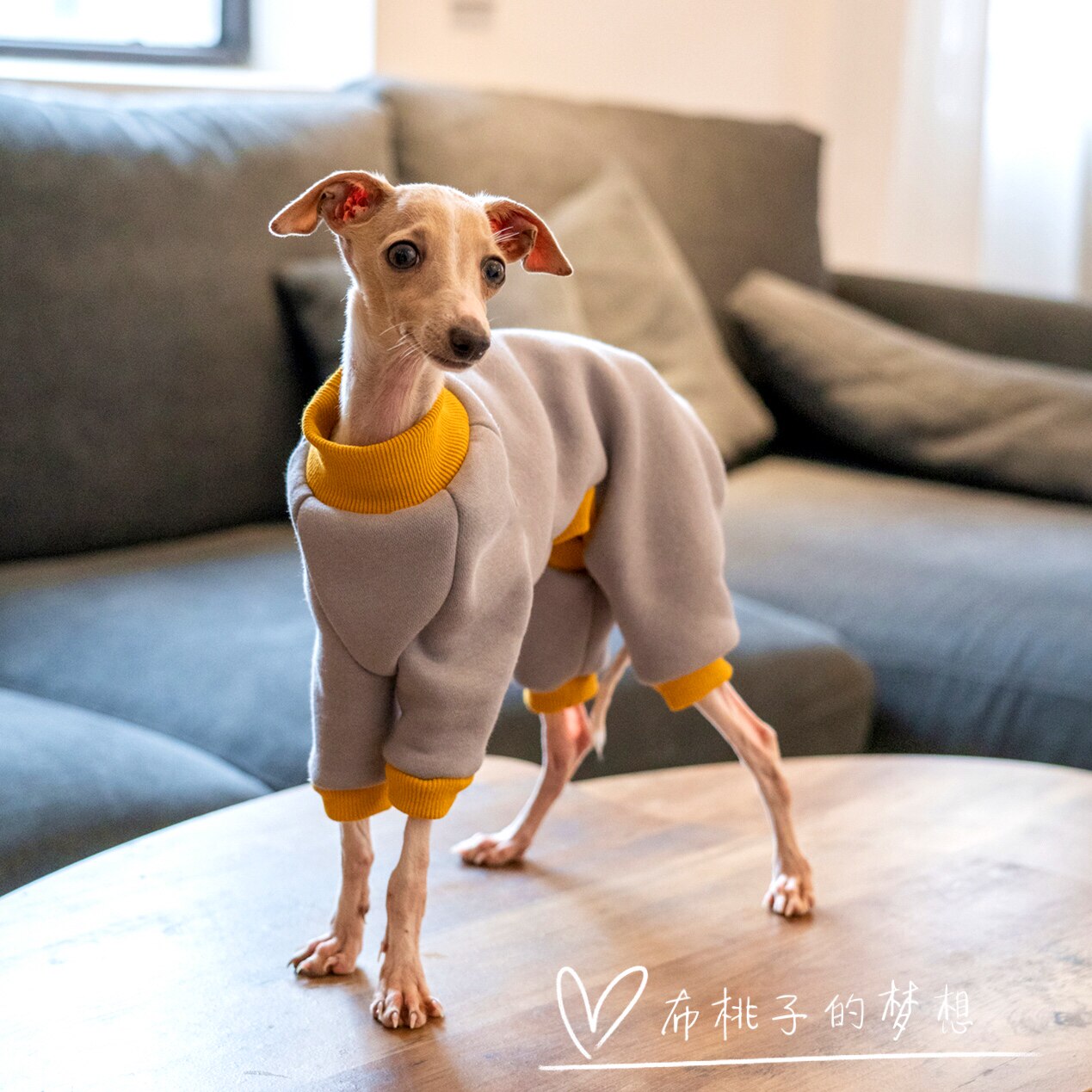 GINGERAIN Italian little Lingti clothes Huibit Gree fine dog four legs warm cotton casual top