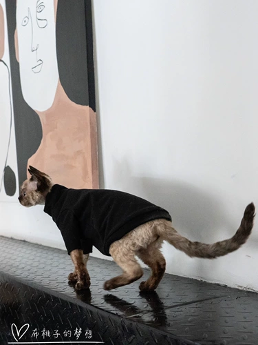 Гингрэйн безволосая одежда для кошки немецкая одежда для кошки, спонтанное жар, грязь, хорошая промывка, нет деформации внутри