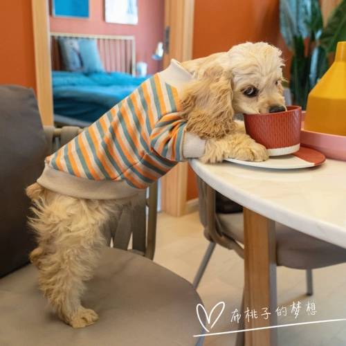 Карта Gingrain Dogye Teddy Jizi Doll Berlier Barrog Dog Clothing Spring и осень -тонкая полосатая полоса