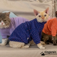 Синий нижний порошок