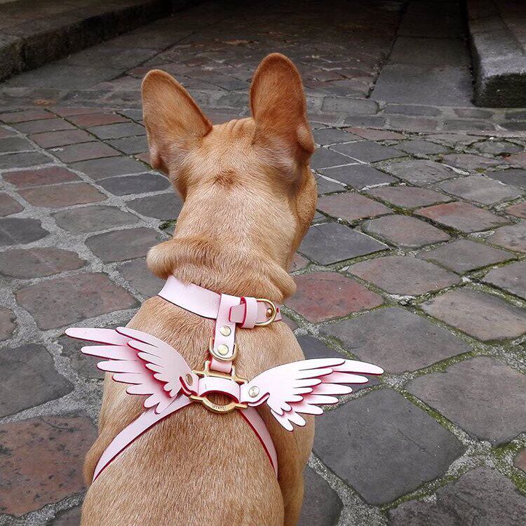 Pet supplies pet chain dog traction rope small and medium dog angel wings chest hug baby bag cat chain dog collar