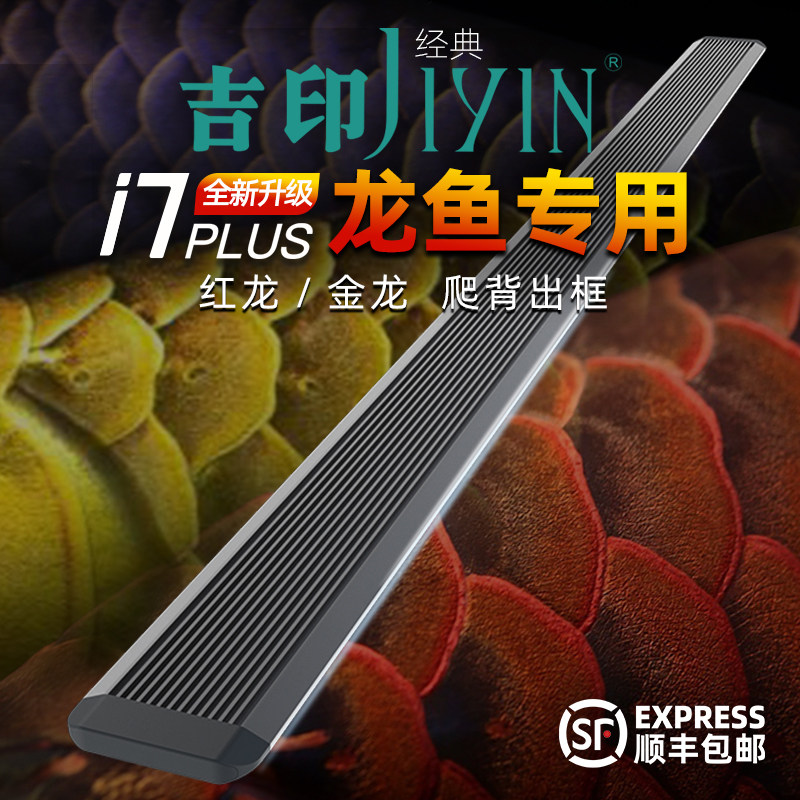 Ji yin arowana special light: make your red dragon arowana shine