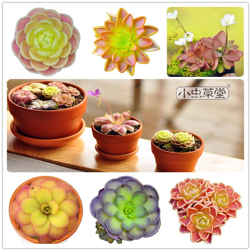 Insect-catching Violet Cordyceps Hall combination set bare seedling carnivorous plant succulent potted bonsai Venus flytrap indoor DIY