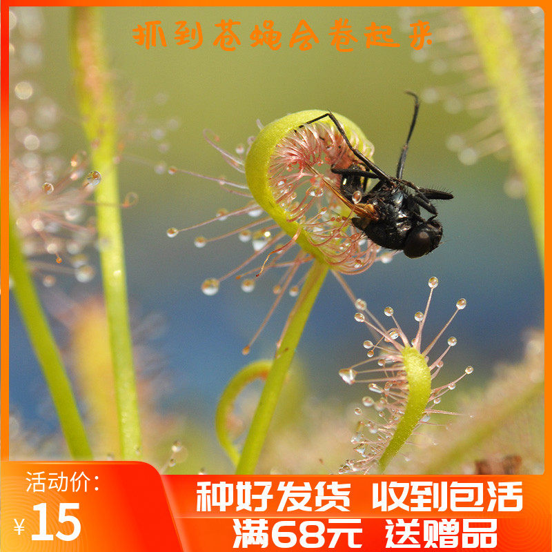 Good Hope Corner Paste Vegetable White Red Broadleaf Small Caterpillar Fungus Plant Potted Carnivora Chamber of Fly Grass Large