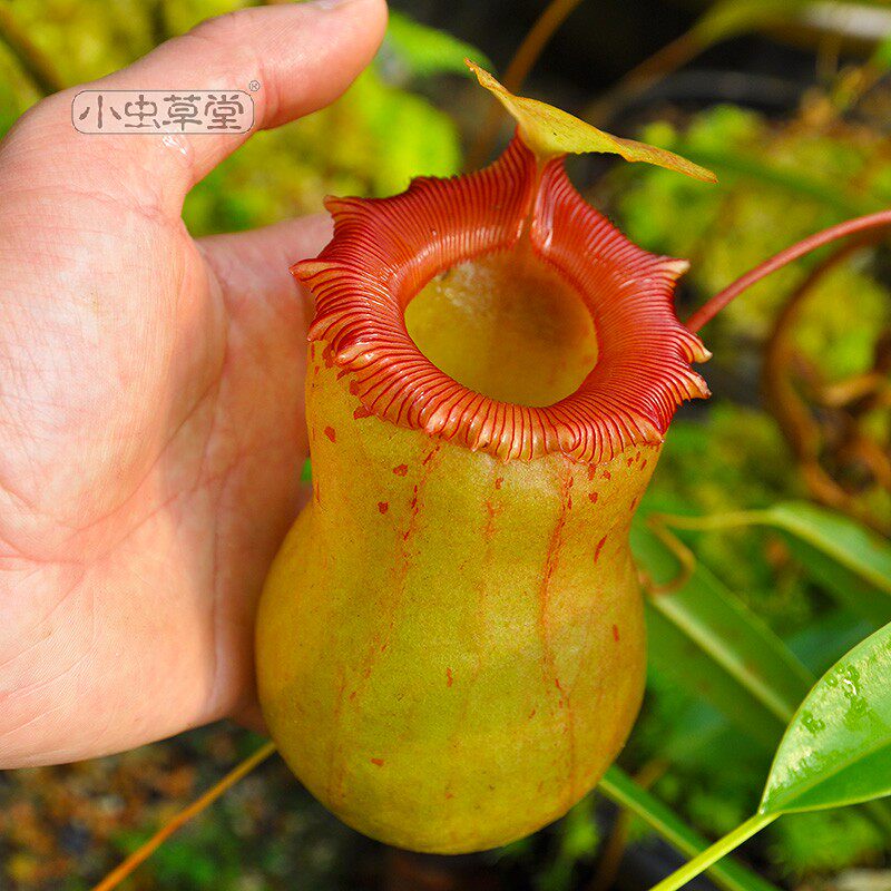 Simbua x gourd pitcher plant small cordyceps hall carnivorous plant potted man-eating flower carnivorous plant carnivorous plant