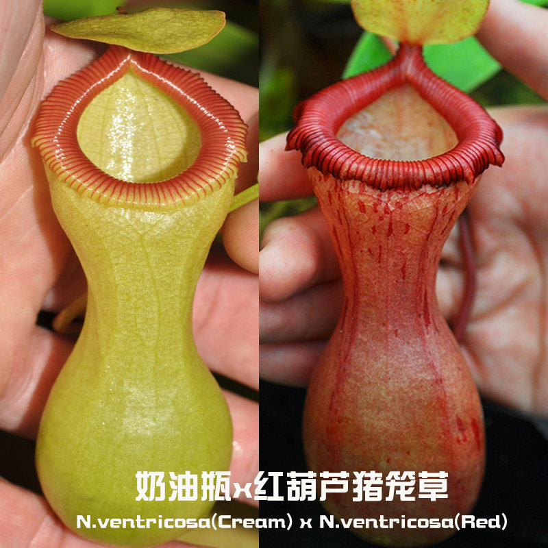 Cream Bottle X Red Gourd N. Real seedlings Nepenthées ventricosa small Caterpillar Fungus carnivores