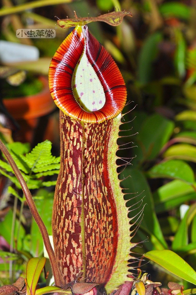 Hook lip x holy grail pitcher plant small cordyceps hall carnivorous plant potted man-eating flower carnivorous plant carnivorous plant rare