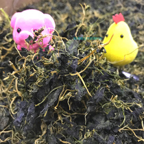 2020 Shanghai Chongming Tweed prolific grass dried golden flowers vegetables Fresh farmhouse Vegetable Dried Seedlings Grass Dried Wild Vegetables 500g