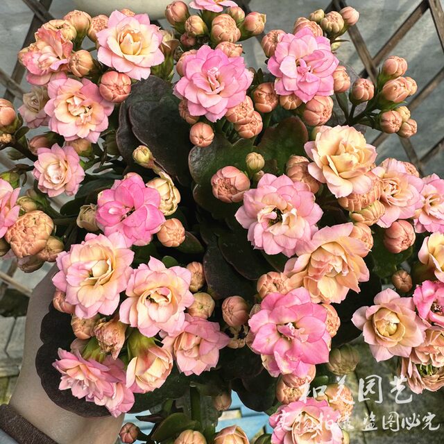 Long-lasting long-lasting potted flowers, imported double-petaled longevity flowers, potted palace lanterns, longevity flowers, long flowering period