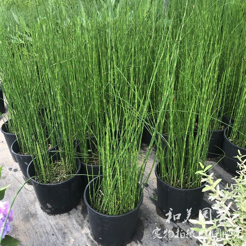 木賊盆栽多年生常綠水生植物千峯草筆頭草接骨草盆栽水培造景