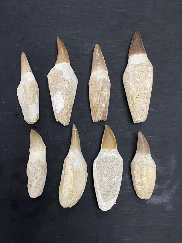 Canglong Tooth Fossil Specimen, Size 7- 9cm Canglong Tooth Fossil Specimen, Size 7- 9cm
