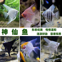 Seven Colourful Gods Fairy Fish Swallow Fish Freshwater Oatfish Ornamental Fish Red Blue Devil Peru Egypt Panda Small tropical fish
