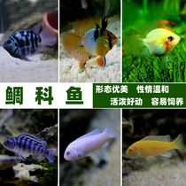 Mini parrot ornamental fish Three Lakes cichlid fish live short bream Dutch golden wave Avatar horse bream tropical fish
