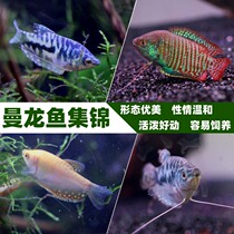 Blue yellow mansaurus ornamental fish live tropical small fish red Ciche Pearl vest