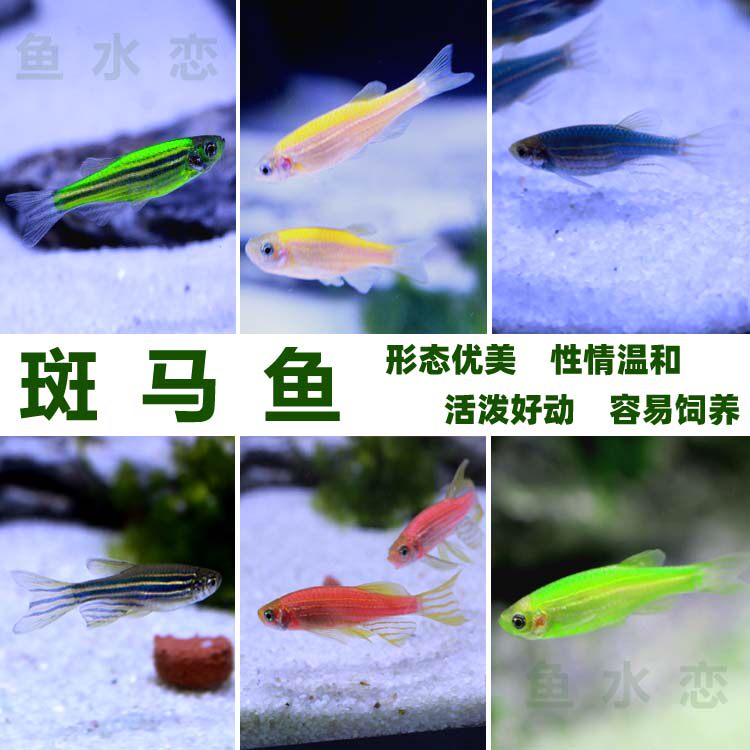 Zebrafish live fish live Red Blue yellow purple fluorescent zebra aquarium small ornamental fish freshwater fish
