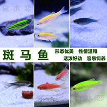 Zebrafish live fish live Red Blue yellow purple fluorescent zebra aquarium small ornamental fish freshwater fish