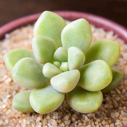 Maruye ji Qiuli Моральное растение Оптовое мясо мясное мясной