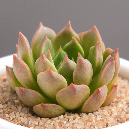 Оливия сочные растения Оптовая комбинированная горшка из горшечного звучания