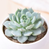 Красное когтя сочные растения Оптовое мясо мясной дуду из горшки из горшки зеленое растение Цветочное мясо и мясо Внутреннее растение Сочное