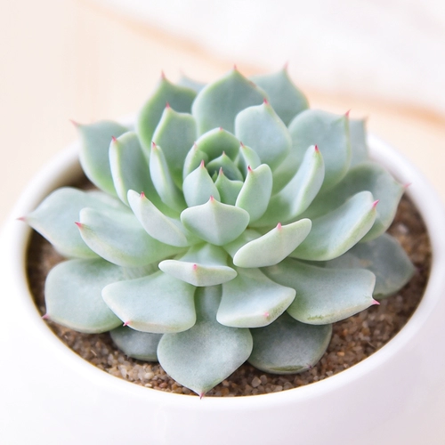 Красное когтя сочные растения Оптовое мясо мясной дуду из горшки из горшки зеленое растение Цветочное мясо и мясо Внутреннее растение Сочное