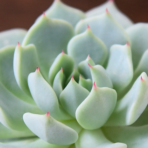 Красное когтя сочные растения Оптовое мясо мясной дуду из горшки из горшки зеленое растение Цветочное мясо и мясо Внутреннее растение Сочное