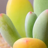 Красная красавица Многоцелевая растение оптовая комбинированная горшка из горшка из мясо