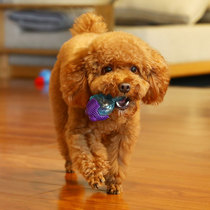 Expensive Dog Toy Teddy pet molars bite-resistant teeth dog bite voice puzzle puppies small dog supplies