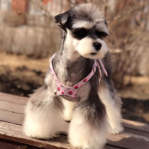 Dog cat pet BB chest strap PU material super soft walking dog rope collar traction