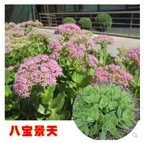 Babao Jingtian potted plant cold-resistant green plant Anti-mosquito bites anti-itching bruises blood-activating green engineering seedlings