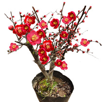 Begonia potted plant with bud flower plant Indoor Japan four seasons flowering constantly good maintenance balcony old pile bonsai