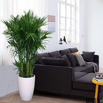 Hawaiian bamboo potted four seasons evergreen Indoor potted large green plant flowers Hawaiian bamboo 