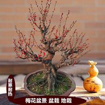 Plum blossom potted red plum bonsai Wax plum sapling Wumei Indoor and outdoor garden flowers green plants