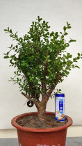 Boxwood Bonsai old pile melon seeds Boxwood Bonsai leaflet boxwood boxwood ripe pile one thing one shot Delivery according to the picture