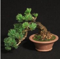 Boutique Japan Osaka pine seedlings Five-needle pine Bonsai stump shape short needle grafting seedlings Nasu Niang Pine Black pine