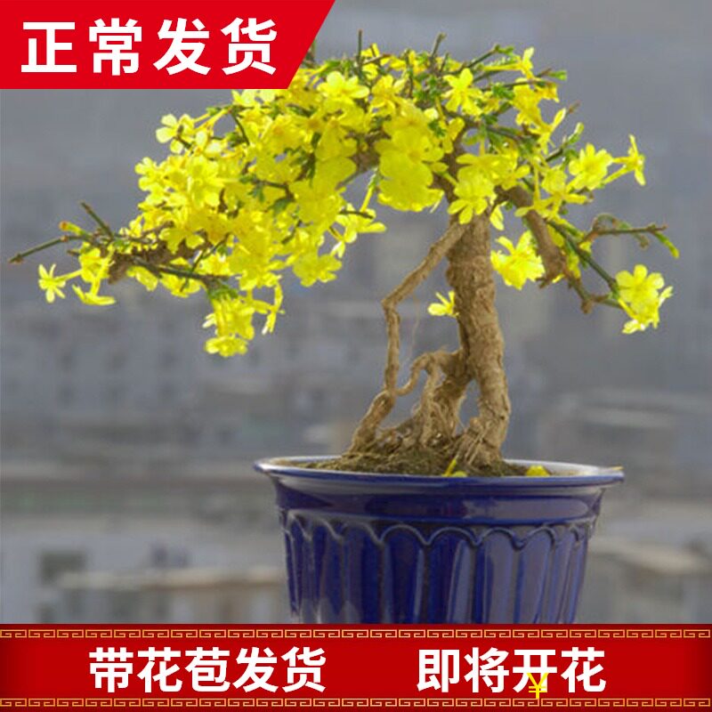 Jasmine potted plant with flower bud bonsai old stump small leaf stump yellow flower indoor cold-tolerant plant