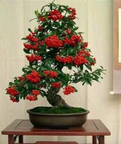 Ornamental flowers Rich seed red umbrella Golden million two indoor potted rich seed four seasons with fruit cold-resistant